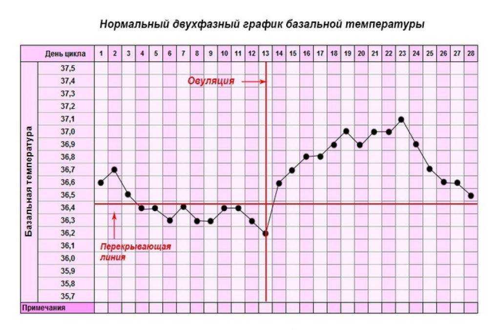 Базальная температура на ранних сроках беременности: как измерить | график базальной температуры у беременных