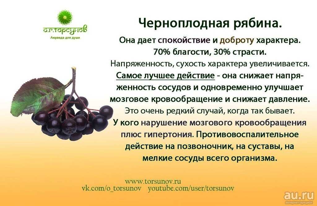 Черноплодная рябина: вред и польза для организма