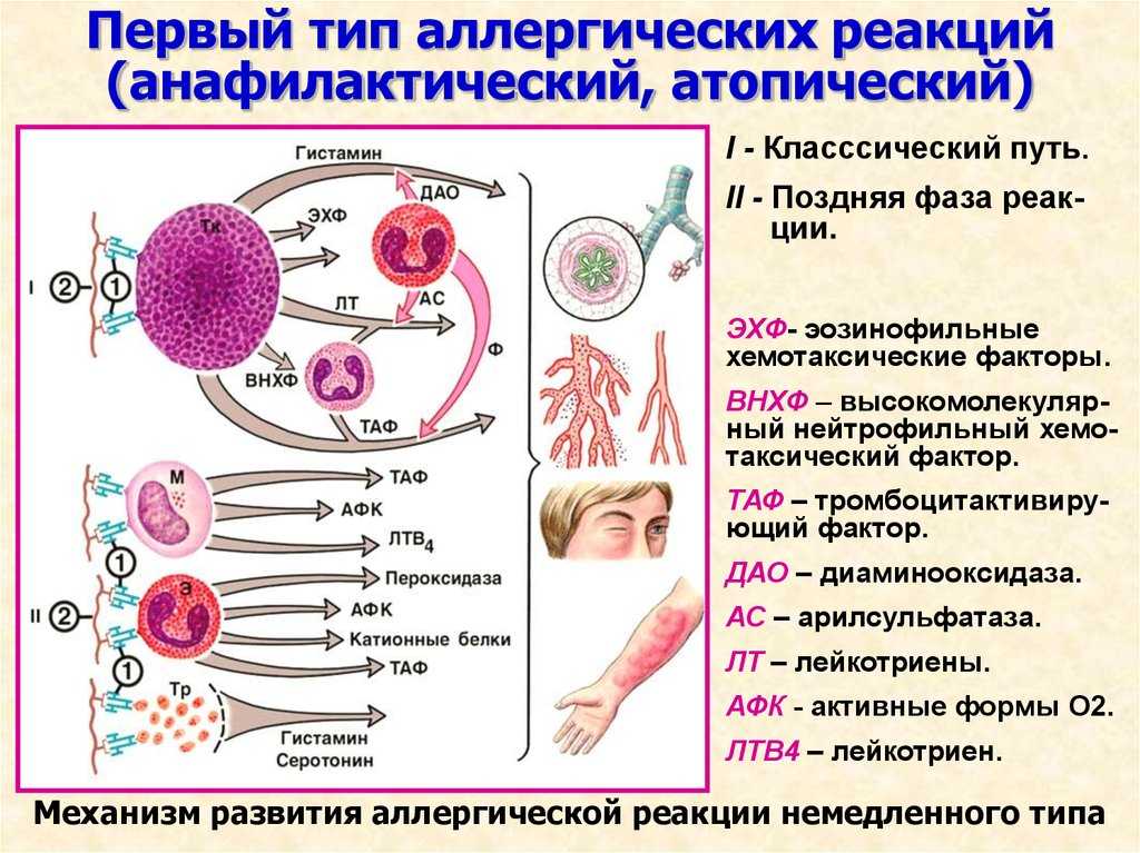 Гипоаллергенная диета  по а.д. адо