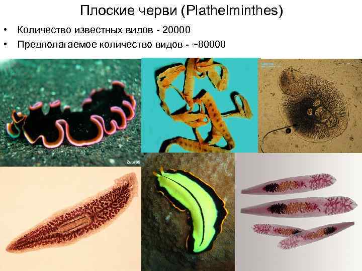 Печеночный сосальщик: жизненный цикл развития