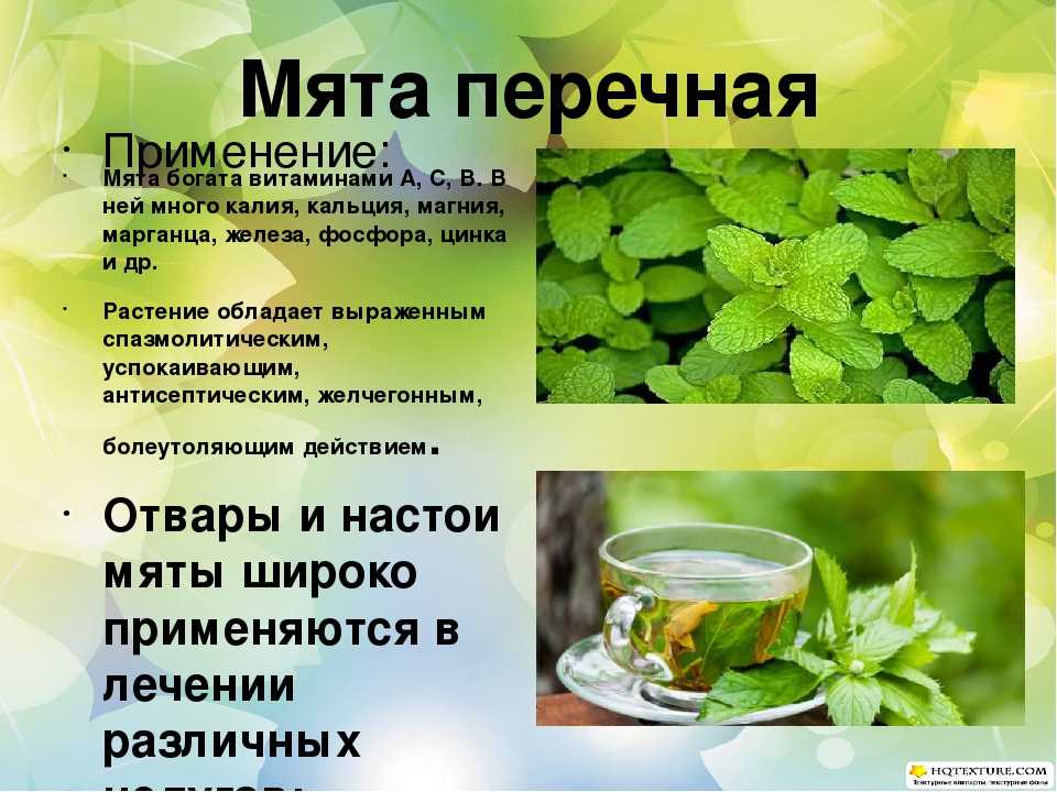 Мята — 7 полезных свойств и противопоказания, применение мятного чая и масла в лечебных целях