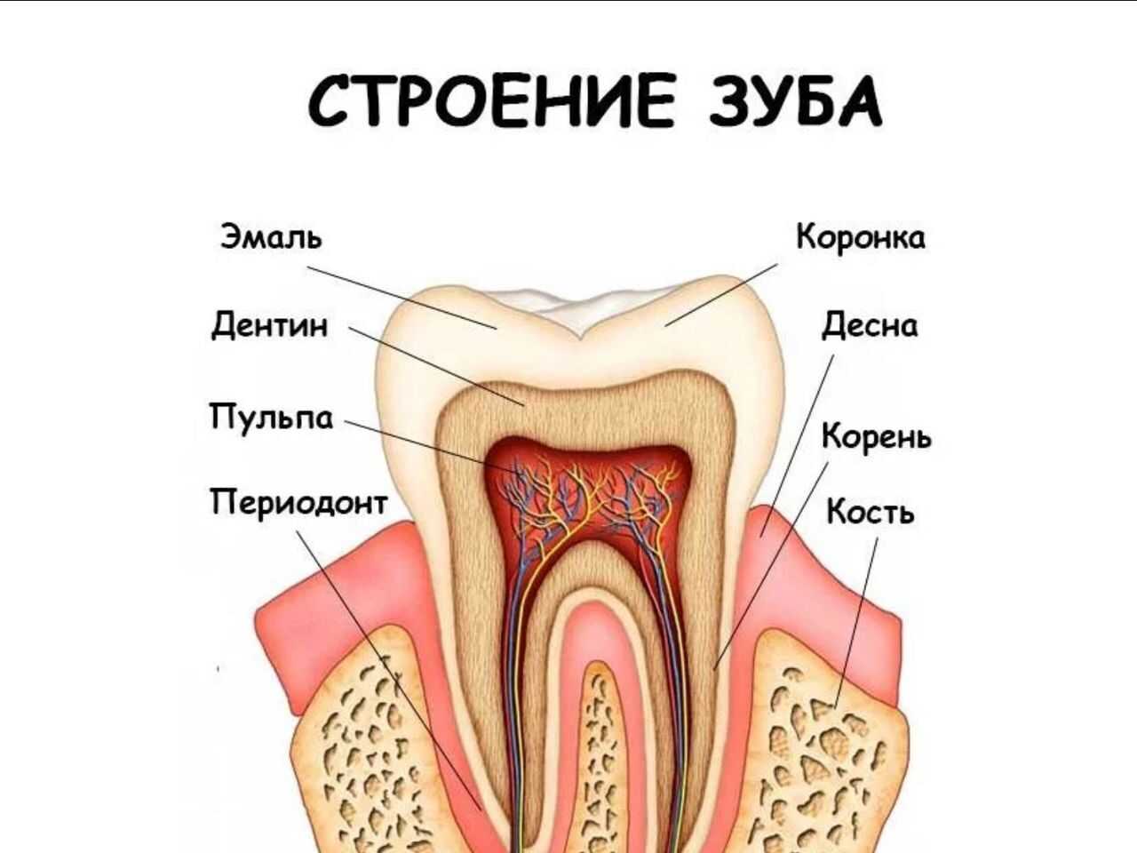 Анатомия верхней челюсти — названия зубов, функции  Анатомия верхней челюсти — названия зубов, функции  Верхняя челюсть, maxilla, парная кость со сложным