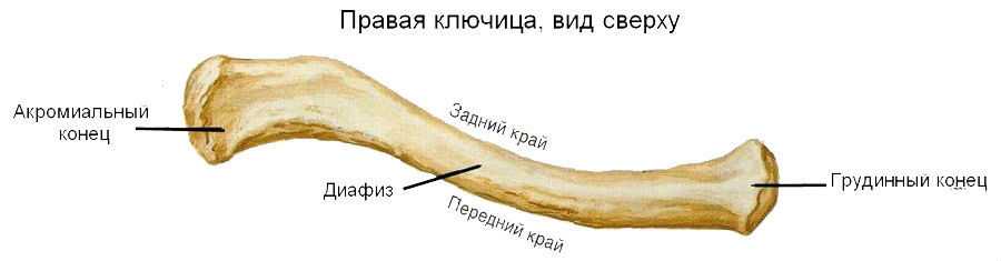 Ключица – строение, функции, возможные патологии