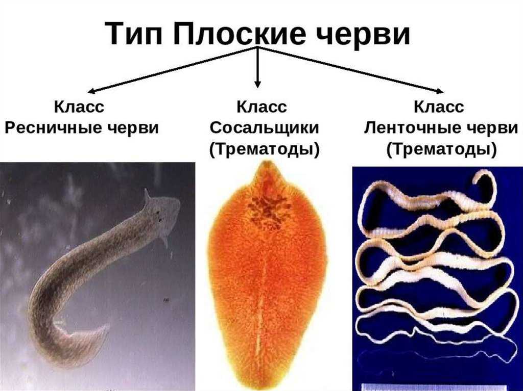 Печеночный сосальщик – жизненный цикл, признаки, лечение (фото)