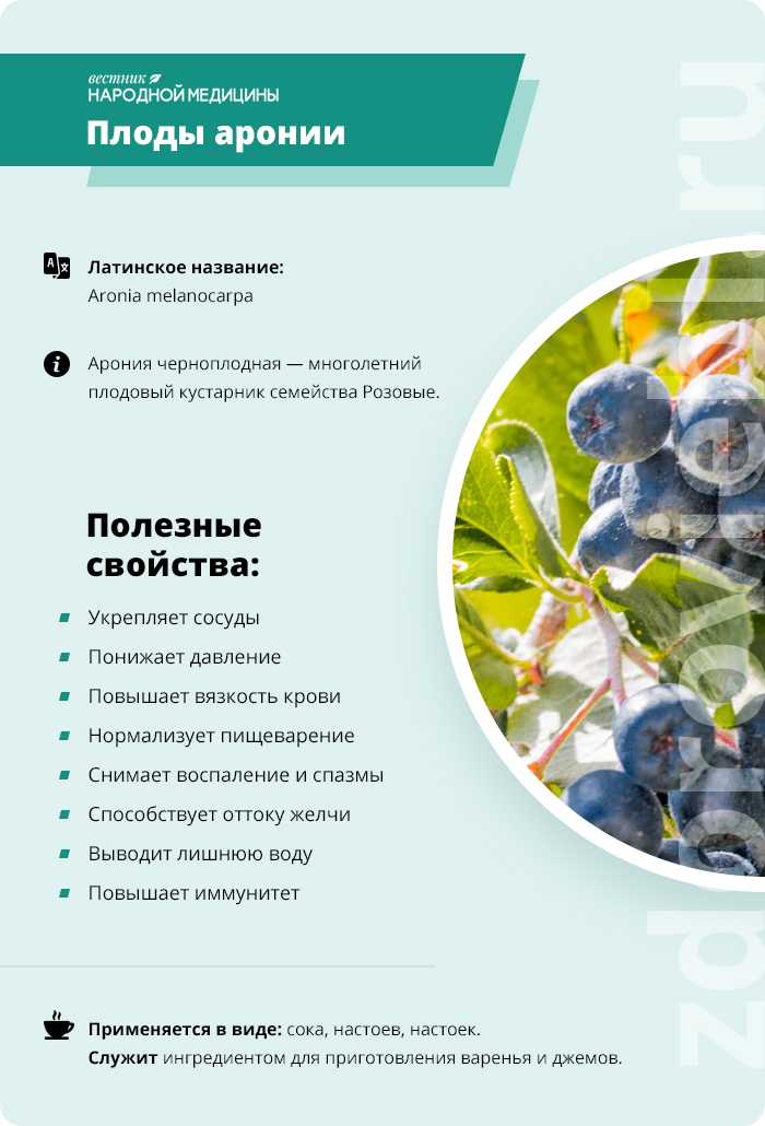 Полезные свойства рябины черноплодной и противопоказания к употреблению