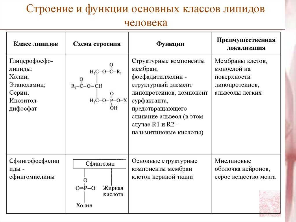 Где содержатся липиды: список продуктов, богатых жирами