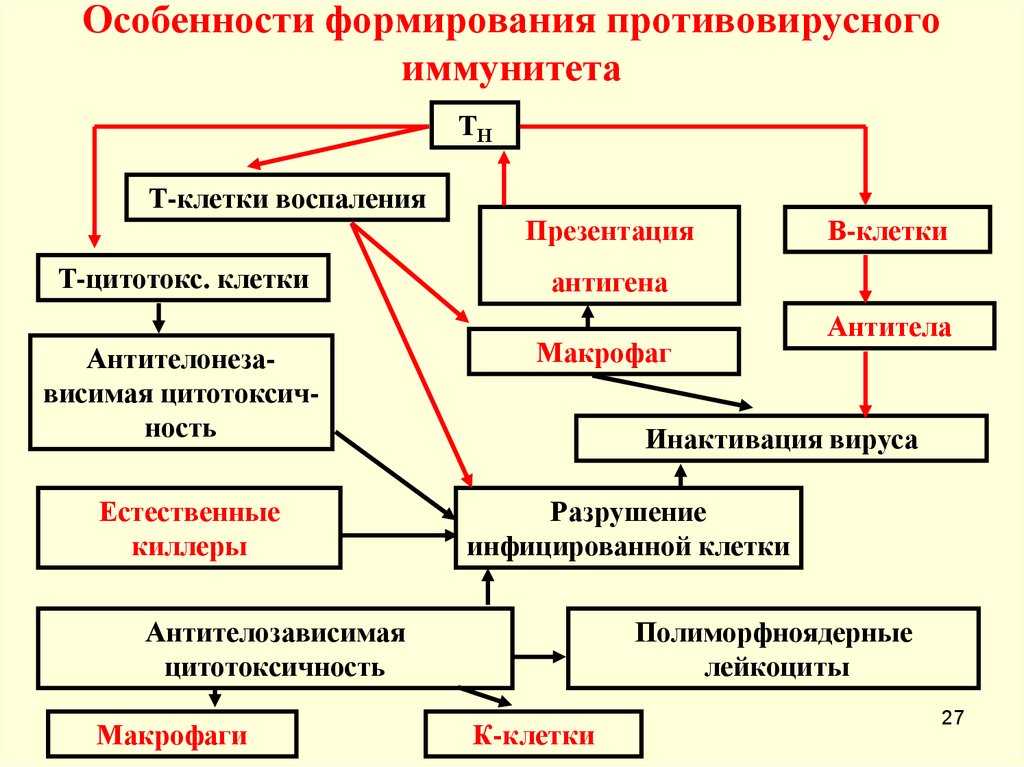 Особенности противовирусного иммунитета — какой вирус нарушает работу иммунной системы