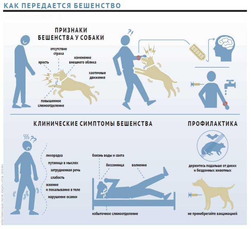 Бешенство у кошек - симптомы болезни и ее опасность для человека