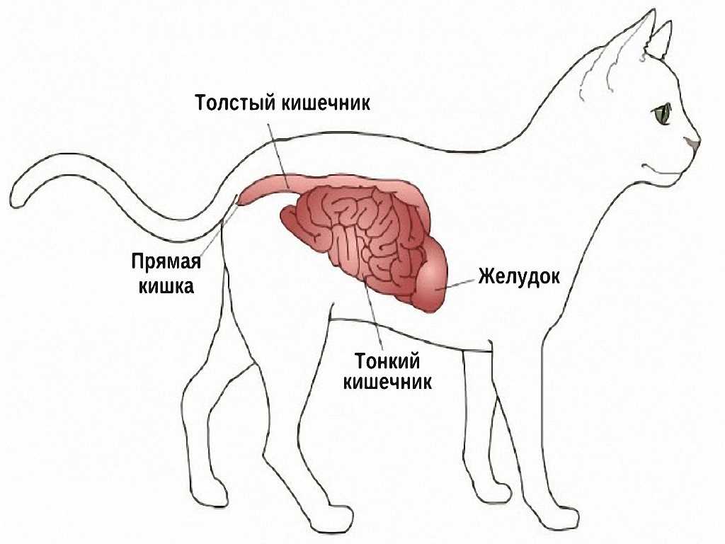 Как вызвать рвоту у кошки - zoosecrets