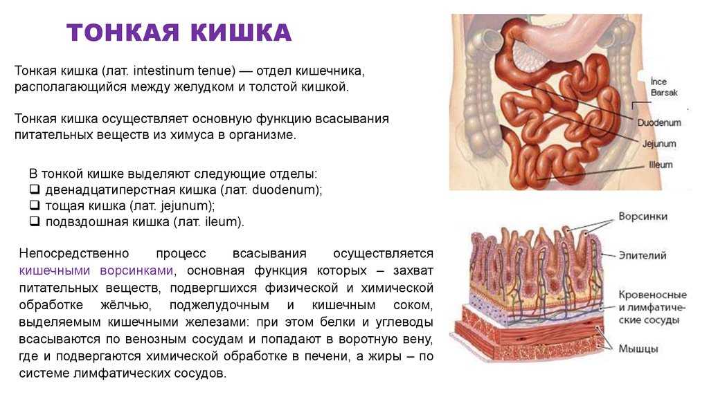 Как устроен кишечник?