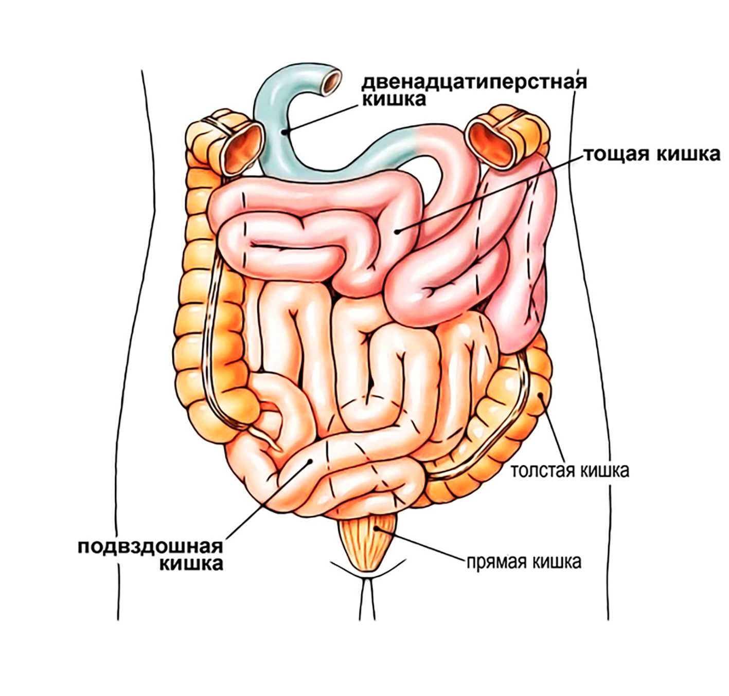 Анатомия кишечника человека