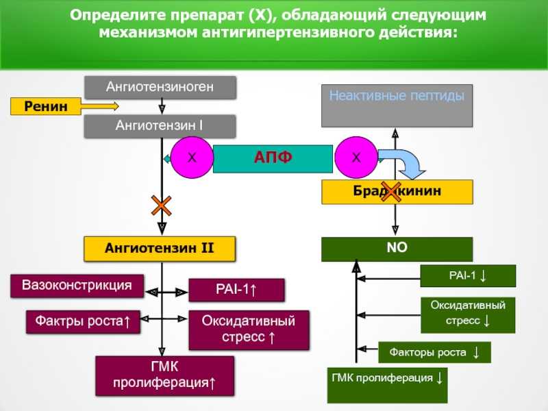 Ренин-ангиотензин-альдостероновая система (раас) / биология | thpanorama - сделайте себя лучше уже сегодня!