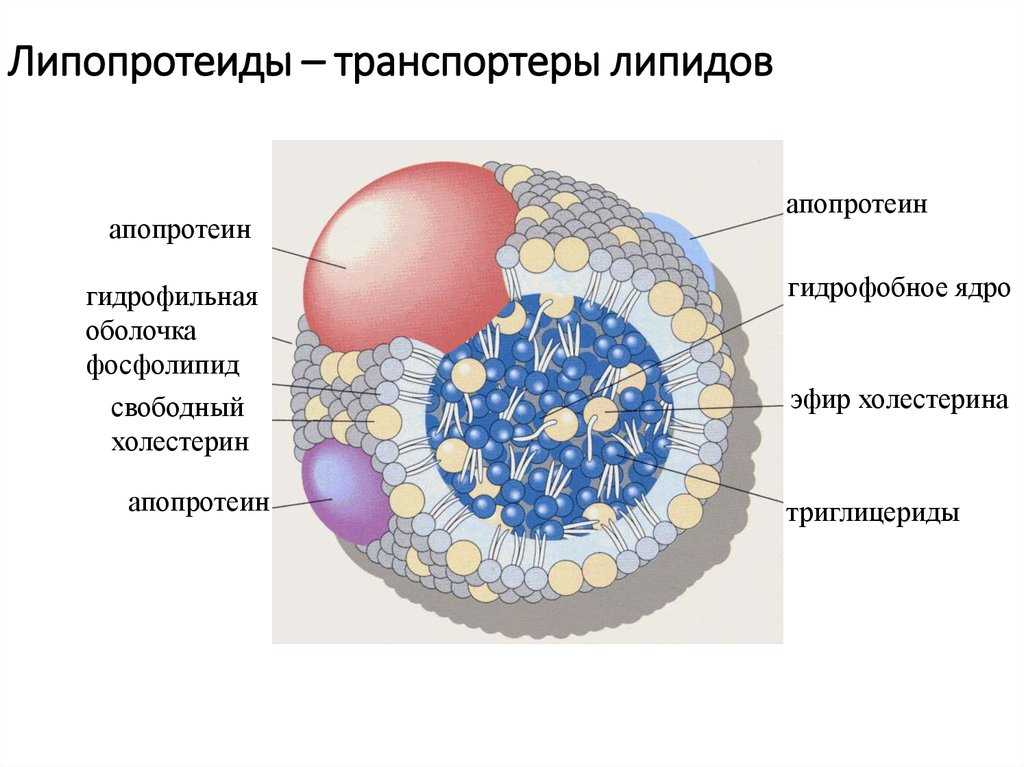Гиполипидемическая диета, -6 кг, 14 дней. отзывы
