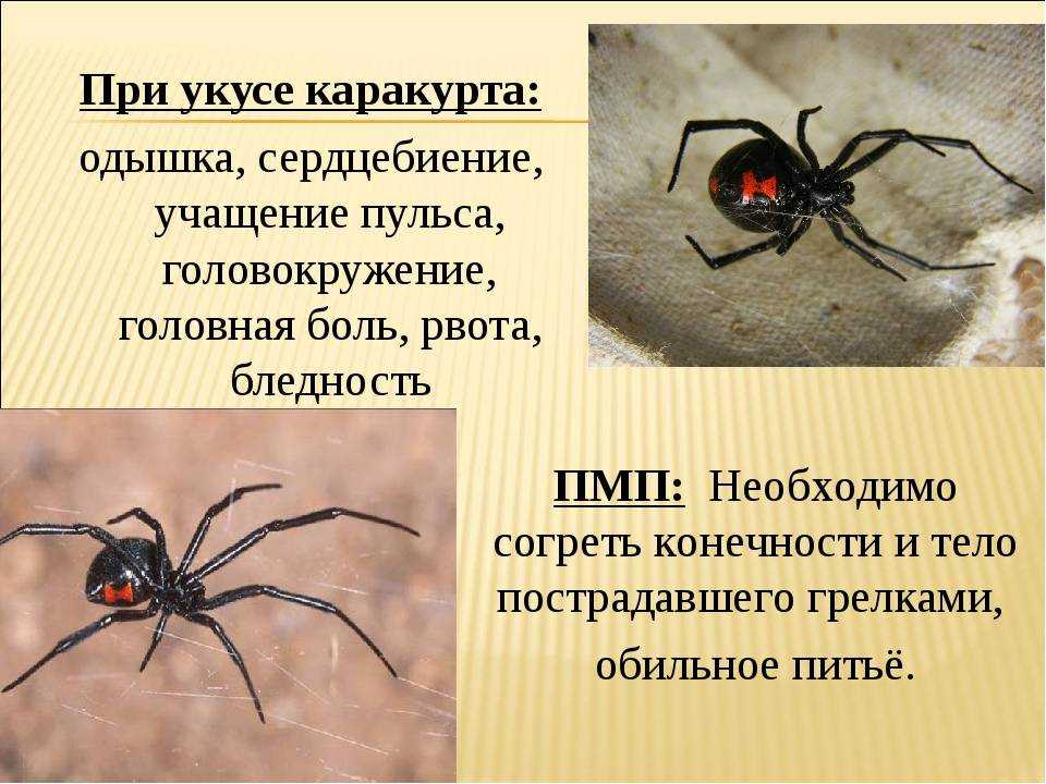 Как вылечить укус паука - wikihow