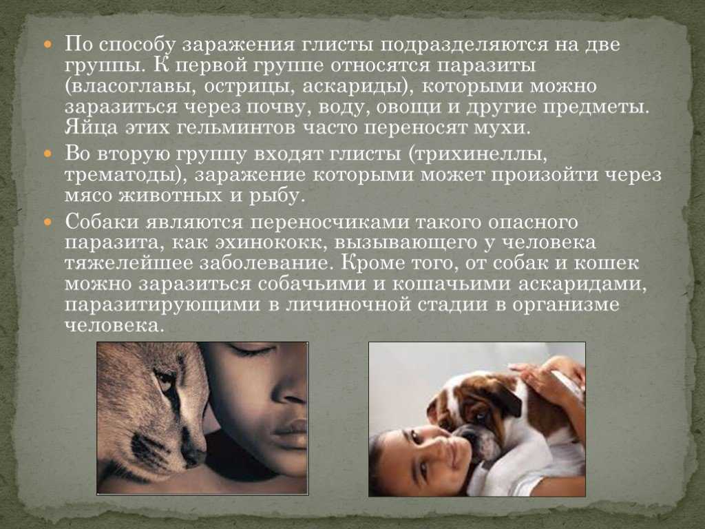 Глисты: насколько они опасны и как их быстро вылечить?