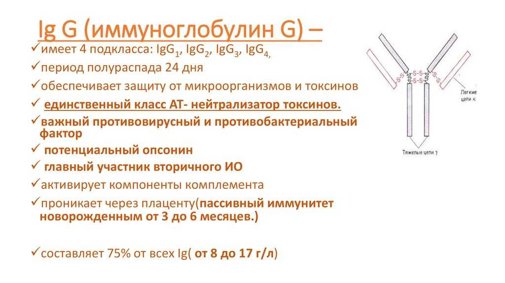 Анализы на иммуноглобулин — обследование при аллергии и анемии