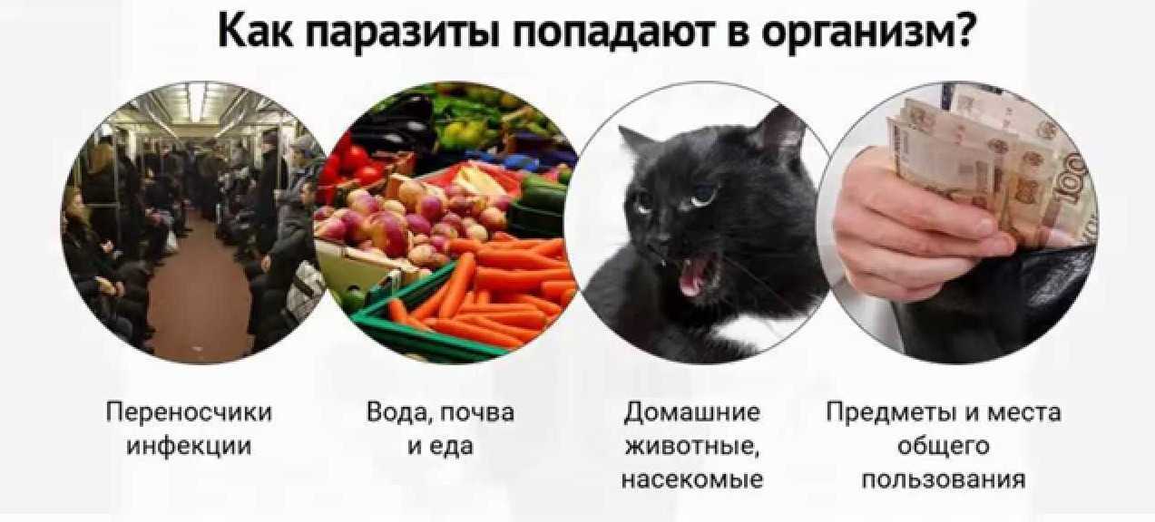 Простейшие паразиты человека — виды и вызываемые ими болезни