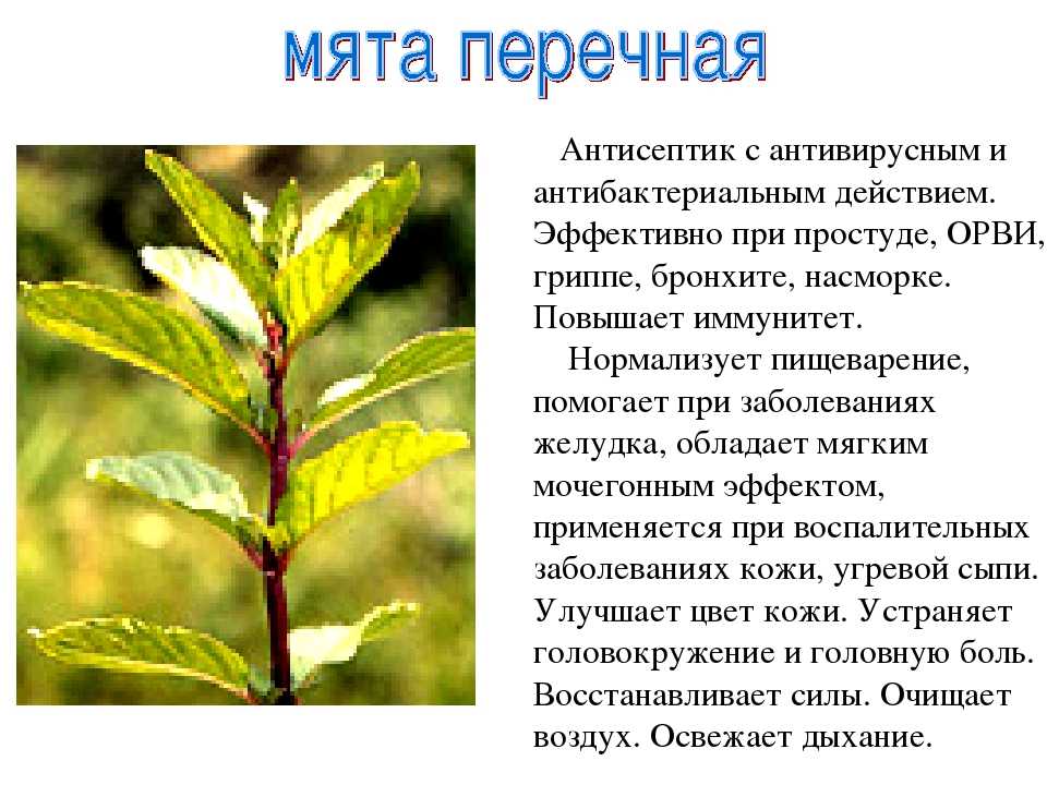 Мята для чая, как заварить чай с мятой свежей, как правильно заварить мяту, какую мяту добавляют в чай, как заварить чай из мяты, мята перечная чай, мята перечная как заваривать чай