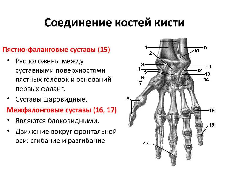 Пястно-фаланговый сустав кисти (первого и других пальцев): функции, патологии