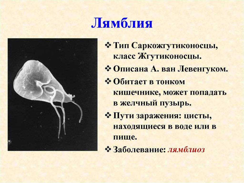 Как избавиться от лямблий навсегда