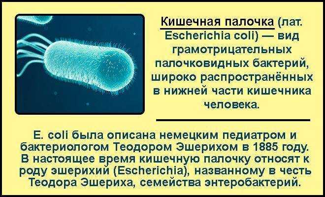 Кишечная палочка — большая медицинская энциклопедия