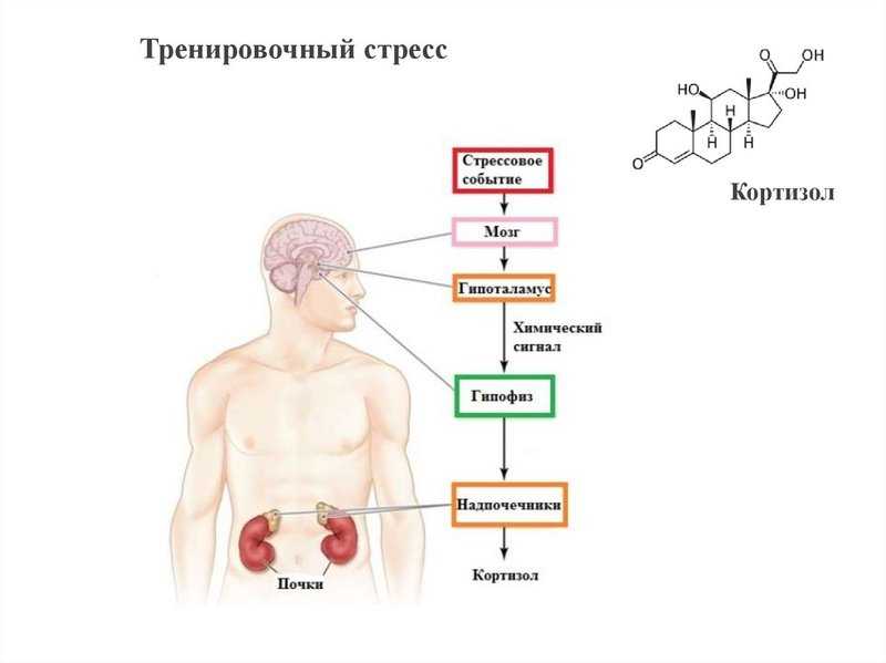 Анализ крови на кортизол