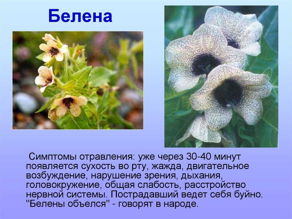 Отравление беленой  Отравление беленой  Белена народные названия: блекота, бешеная трава, дурь-трава, бешенница, зубник, короста, ведьмина трава – одно-