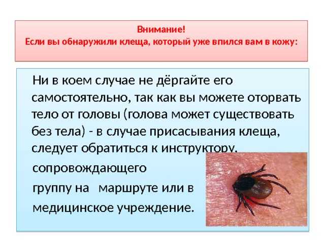 Как достать клеща у человека из кожи