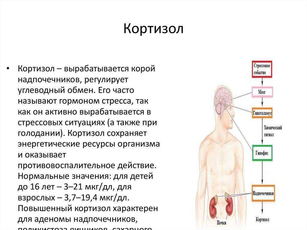 Кортизол в крови
