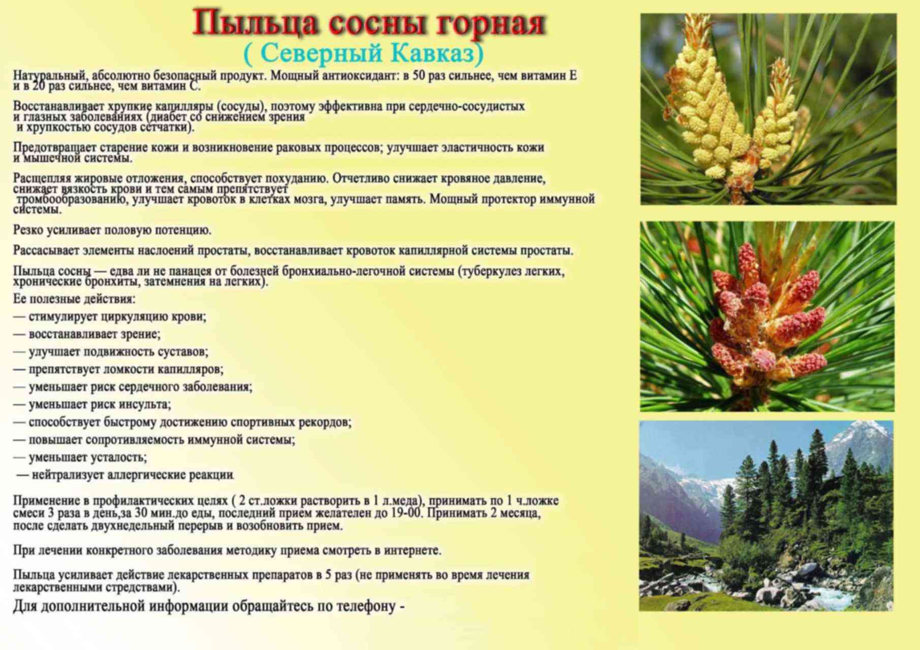 Лечение сосновыми шишками: народные рецепты, домашние методы лечения, приготовление мазей, отваров, особенности лечения и наблюдение врача