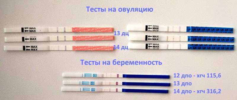 Если тест на овуляцию положительный, сколько времени до зачатия?
