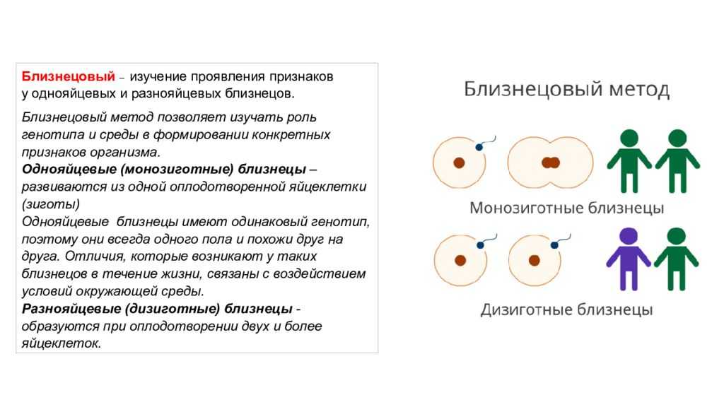 Монохориальная двойня: как сохранить близнецов
