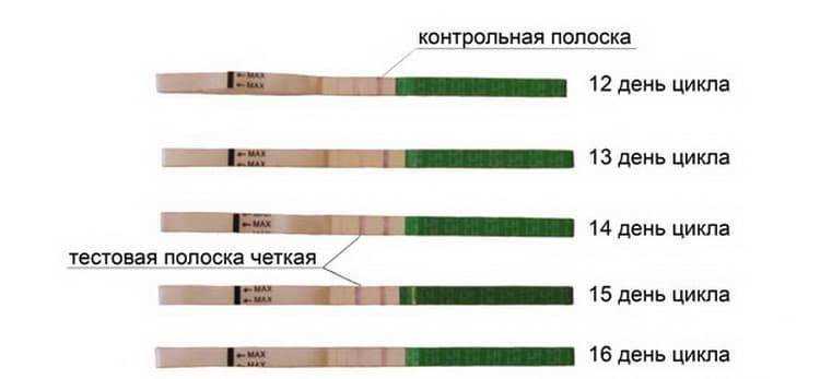 Когда использовать тест на беременность, а когда тест на овуляцию