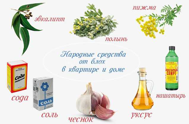 Земляные блошки