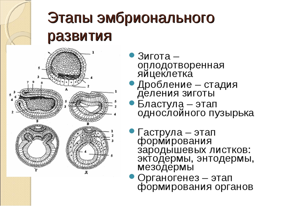 Первые признаки и симптомы выкидыша на раннем сроке