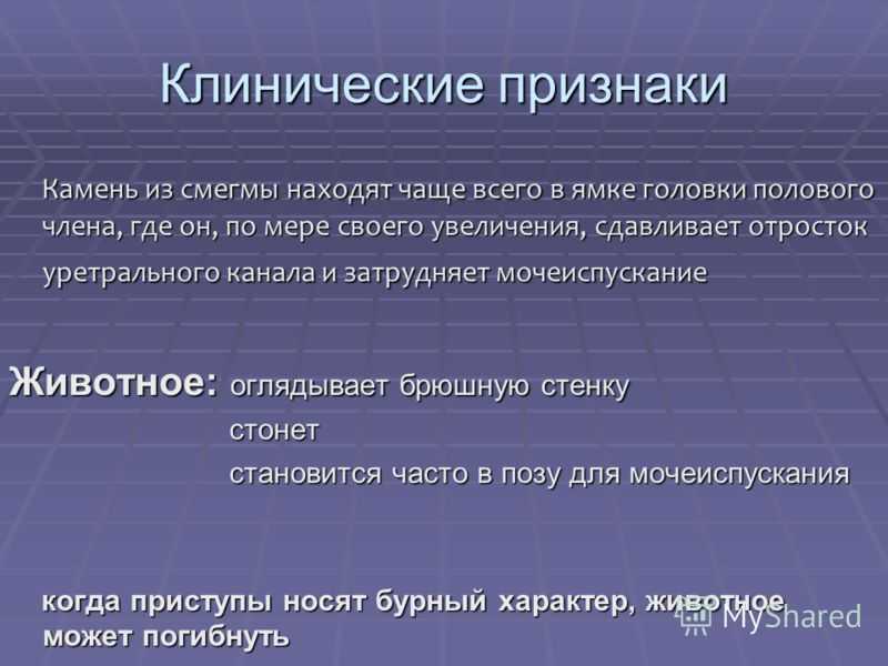 Смегма у мужчин: что это такое, как избавиться