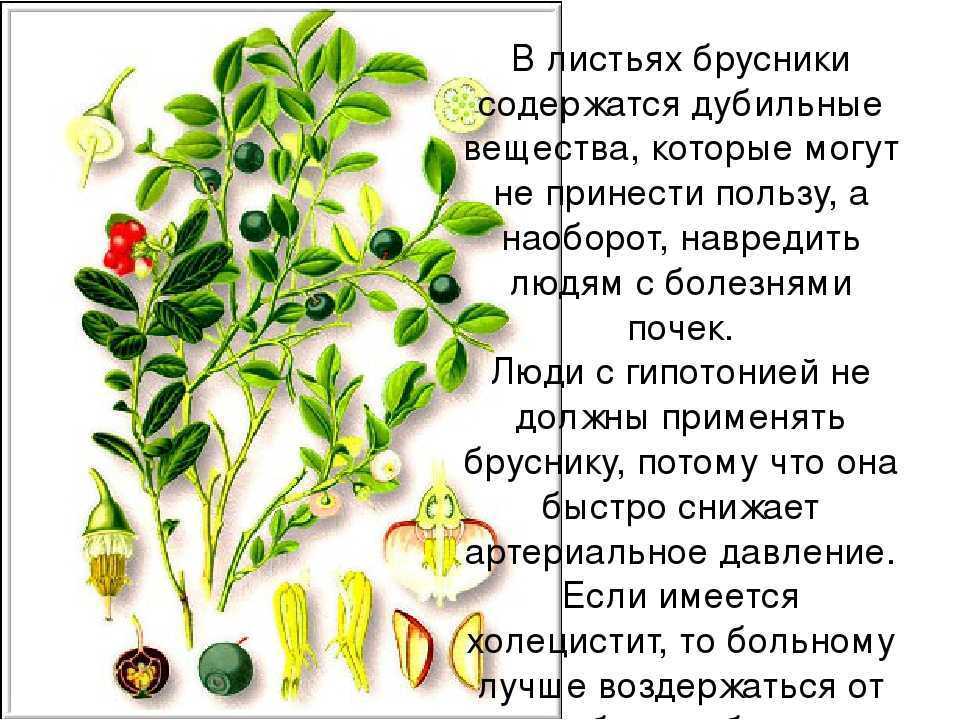 Брусника повышает или понижает давление: как влияет, лечебные свойства