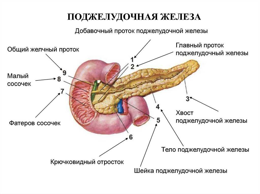 Как проводится пересадка поджелудочной железы?