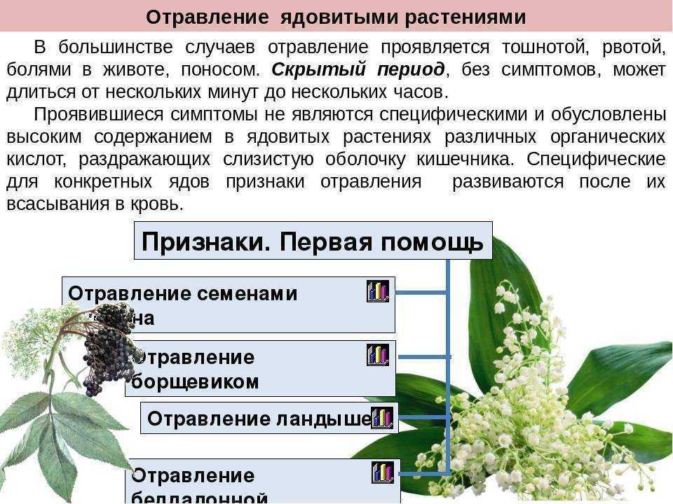 Отравление ядовитыми растениями