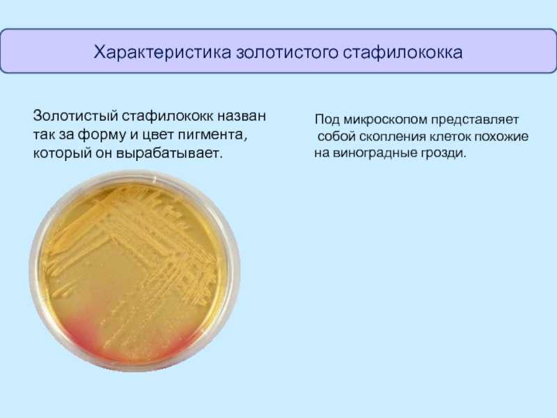 Золотистый стафилококк: патогенность, проявления, диагностика, лечение