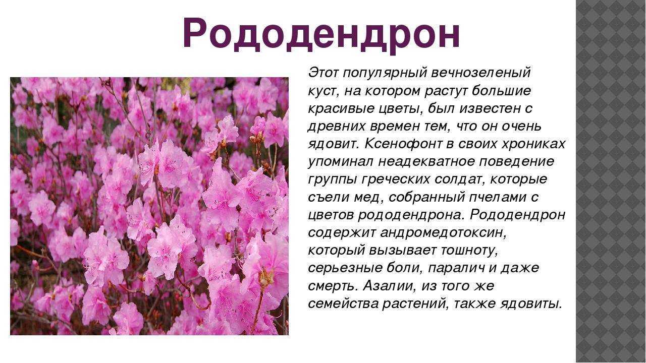 Цветок азалия. магические свойства