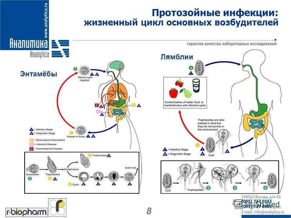 Протозойные инфекции - что это такое, виды, симптомы и лечение | prof-medstail.ru