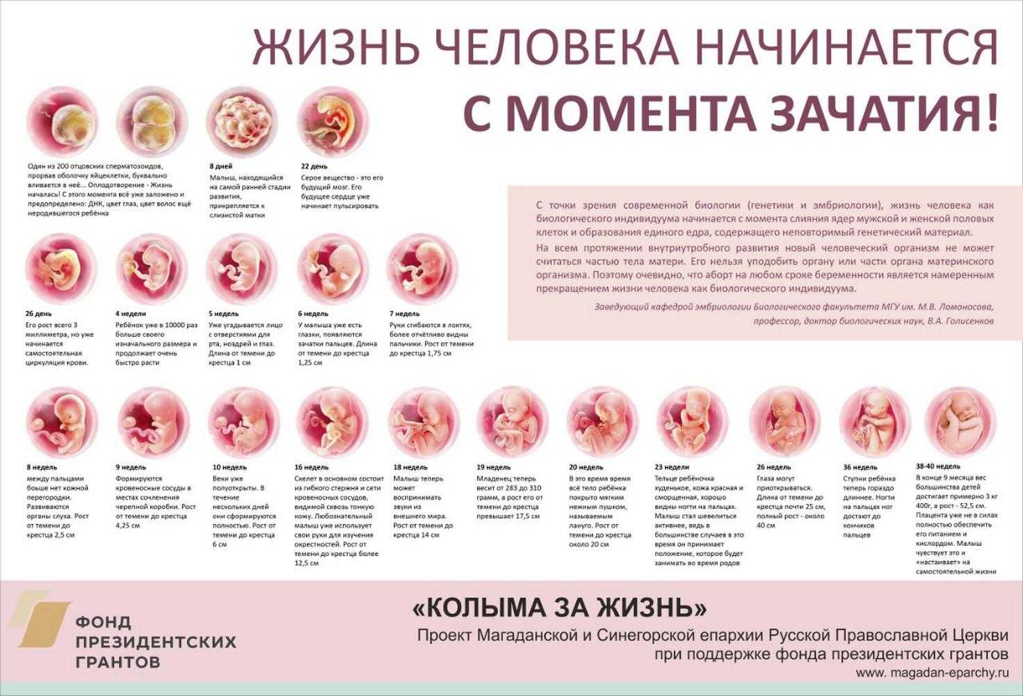 2 недели беременности от зачатия: что происходит с малышом, какие ощущения испытывает мама?