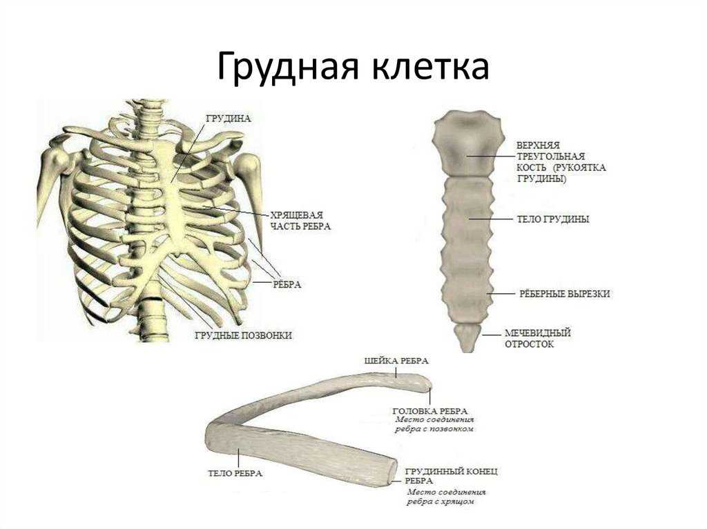 Грудная клетка. анатомия грудной клетки грудина строение анатомия