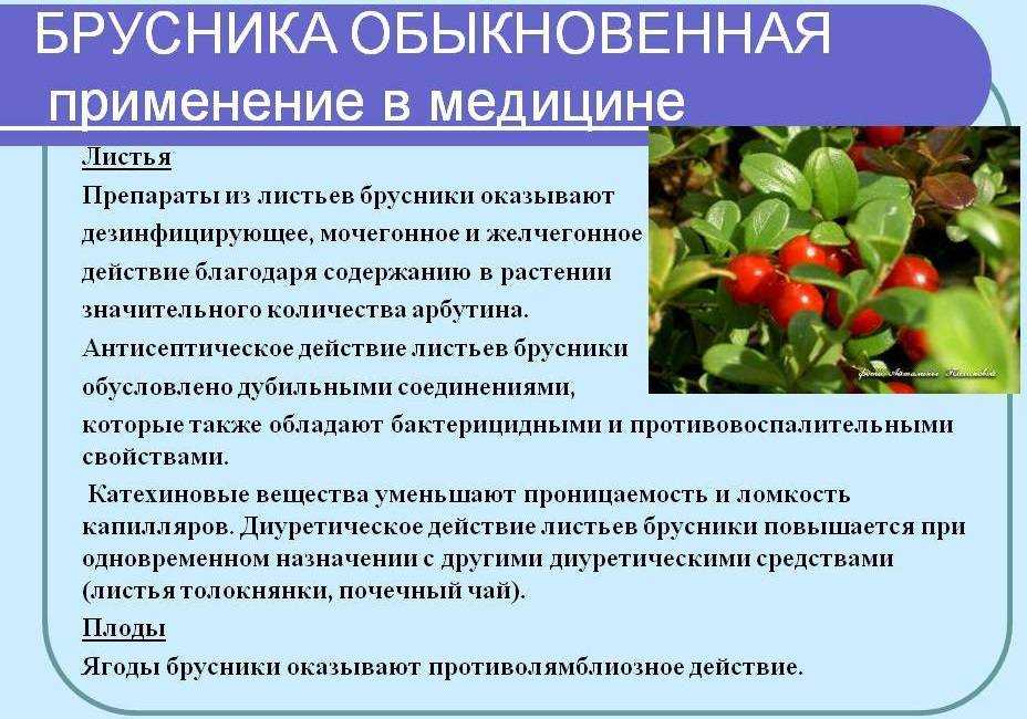 Брусника: лечебные свойства и противопоказания