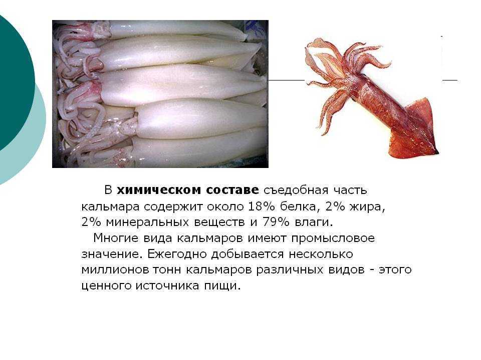 Креветки при беременности | уроки для мам