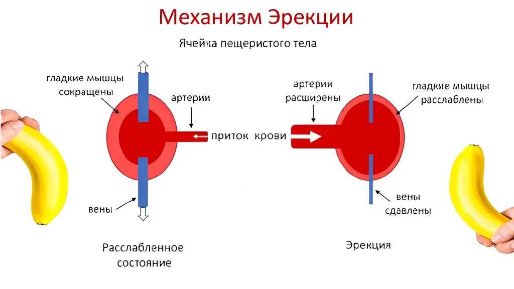 Инфекционный простатит – симптомы, клиника, лечение, профилактика – простатилен — официальный сайт препарата от простатита