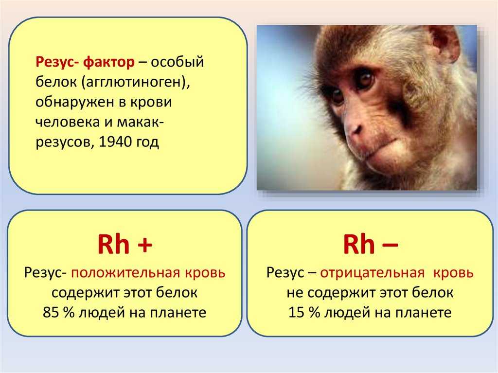 Кровный интерес. шесть наивных вопросов про анализы | здоровая жизнь | здоровье | аргументы и факты