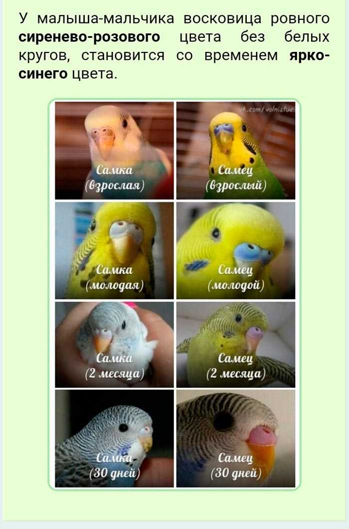 Как понять, что самка волнистого попугая беременна: признаки, этапы