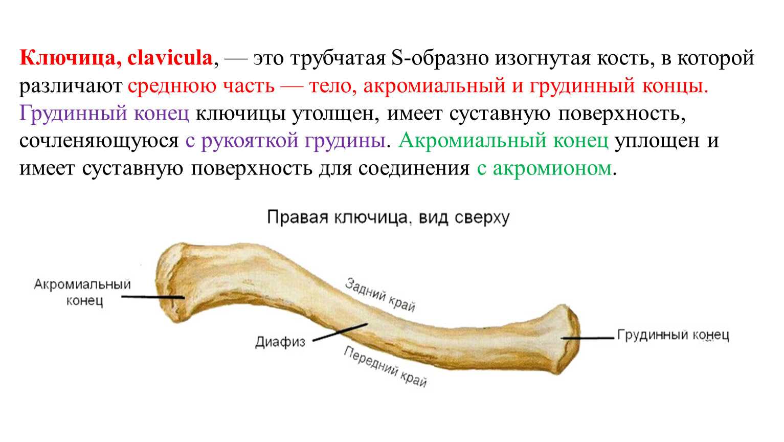 Что такое ключица, где она находится, как выглядит и зачем нужна